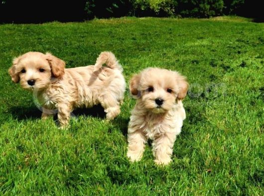 Ruhsatlı Üretim Çiftliğimizden Maltipoo Yavrular