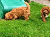 Ruhsatlı Üretim Çiftliğimizden Maltipoo Yavrular