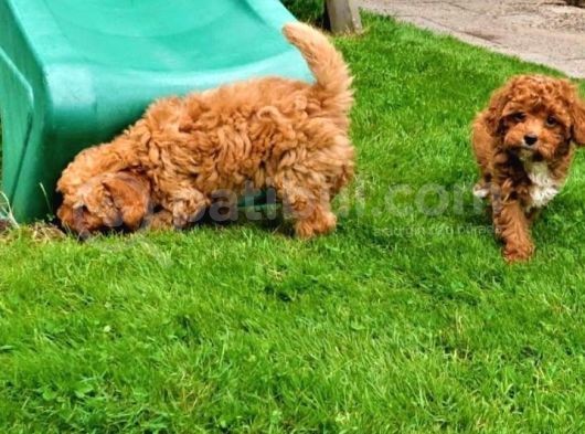 Ruhsatlı Üretim Çiftliğimizden Maltipoo Yavrular görsel