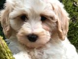 Doodle Yavrular Irk Garantili