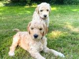 Doodle Yavrular Irk Garantili
