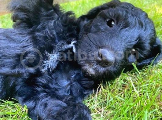 Doodle Yavrular Irk Garantili görsel