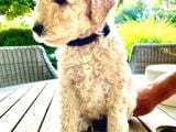 Doodle Yavrular Irk Garantili