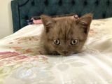 54 Günlük Yavru British Shorthair