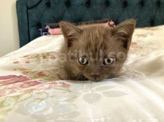 54 Günlük Yavru British Shorthair
