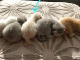 Bal Tatlisi Erkek British Shorthair Yavru