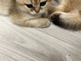 Saf Kan British Shorthair