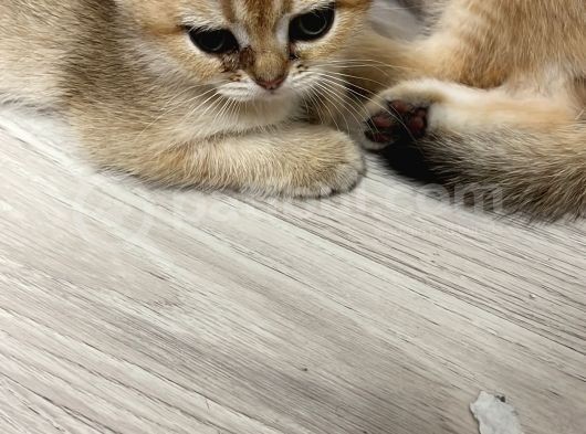 Saf Kan British Shorthair görsel