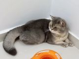 Aşıları Yapılmış Eşyasıyla British Shorthair