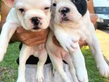 45Günlük Fransız Bulldog Yavrularımız Dişili Erkekli