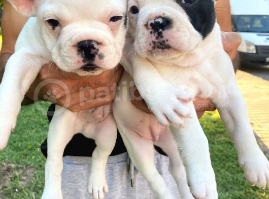 45Günlük Fransız Bulldog Yavrularımız Dişili Erkekli görsel