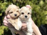 Dizayn Irk Sevimli Maltipoo Yavrular
