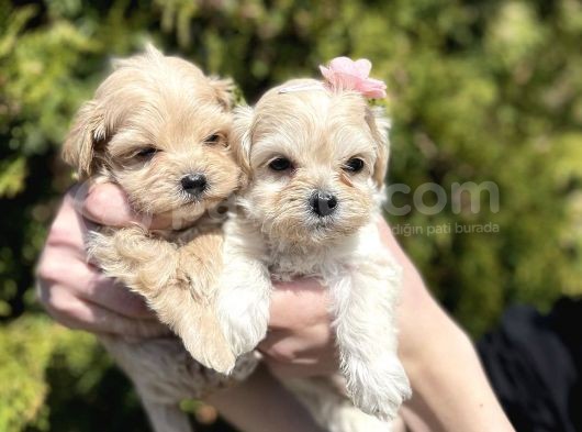 Dizayn Irk Sevimli Maltipoo Yavrular görsel