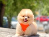 Safkan Pomeranian Boo Yavrular
