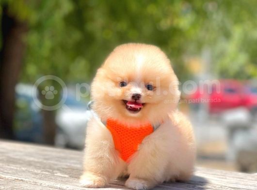 Safkan Pomeranian Boo Yavrular