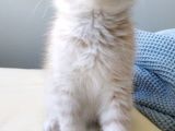 Bal Tatlisi Erkek British Shorthair Yavru