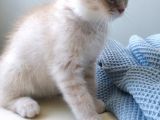 Bal Tatlisi Erkek British Shorthair Yavru