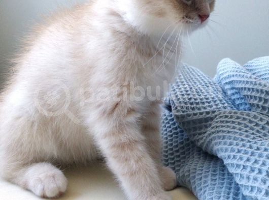 Bal Tatlisi Erkek British Shorthair Yavru görsel