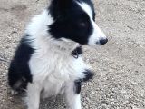 Border Collie Yuva Araniyor