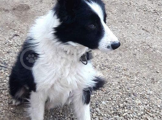 Border Collie Yuva Araniyor görsel