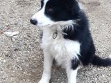 Border Collie Yuva Araniyor