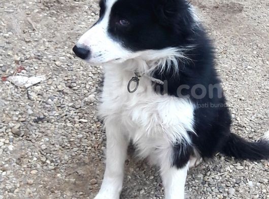 Border Collie Yuva Araniyor görsel