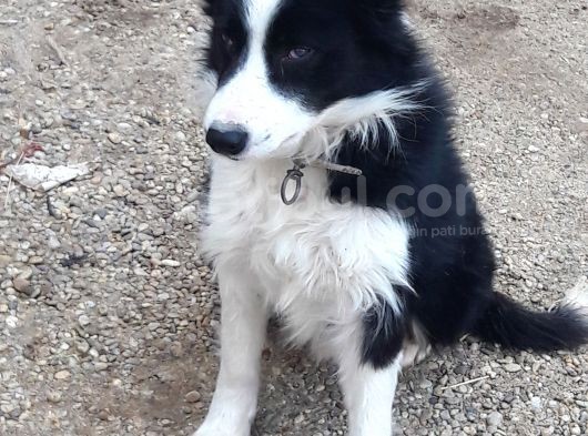 Border Collie Yuva Araniyor