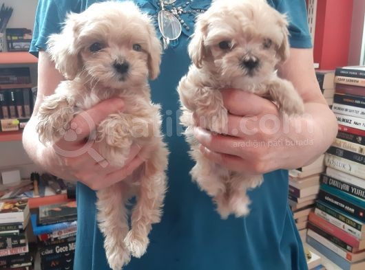 Teslime Hazir Orjinal Maltipoo Bebekler görsel