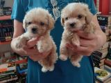 Teslime Hazir Orjinal Maltipoo Bebekler