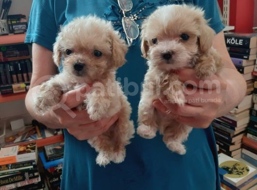 Teslime Hazir Orjinal Maltipoo Bebekler görsel