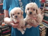 Teslime Hazir Orjinal Maltipoo Bebekler