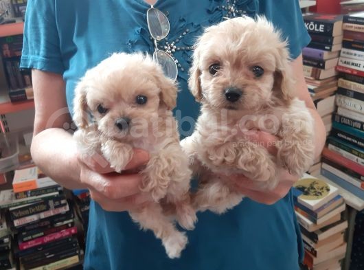 Teslime Hazir Orjinal Maltipoo Bebekler görsel