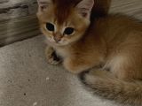 Saf Kan British Shorthair