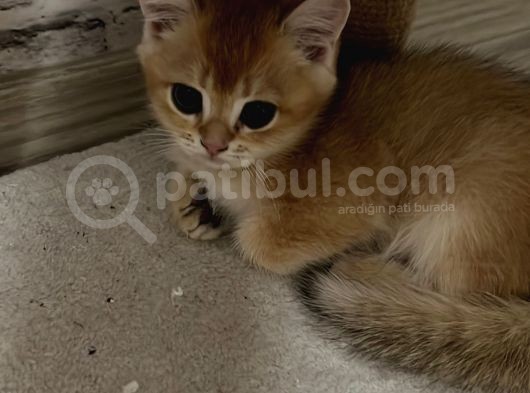 Saf Kan British Shorthair görsel