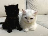 British Longhair Yavru