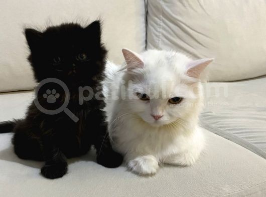 British Longhair Yavru görsel