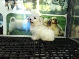 Maltese Terri̇er Yavrularimiz
