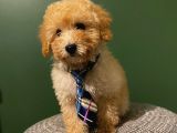 Toypoodle Yavrumuz