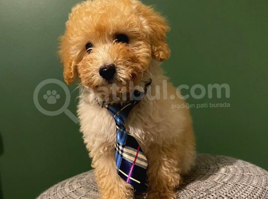 Toypoodle Yavrumuz