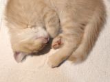 Bal Tatlisi Erkek British Shorthair Yavru