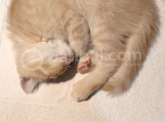 Bal Tatlisi Erkek British Shorthair Yavru görsel