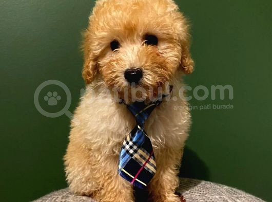 Toypoodle Yavrumuz görsel