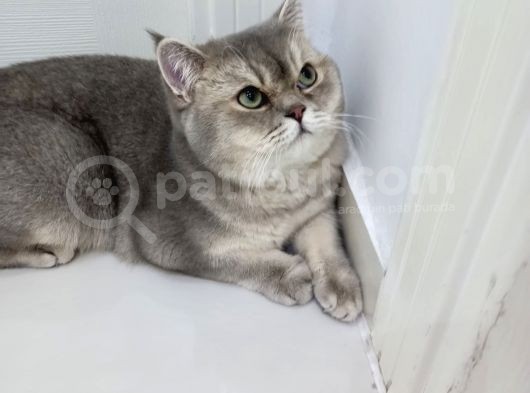 Aşıları Yapılmış Eşyasıyla British Shorthair görsel