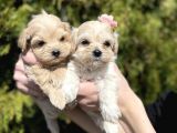 Dizayn Irk Sevimli Maltipoo Yavrular
