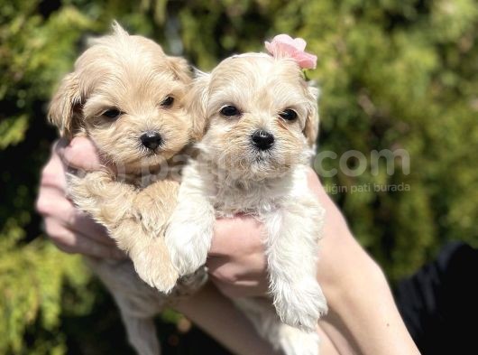 Dizayn Irk Sevimli Maltipoo Yavrular görsel