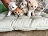 Bal Tatlisi Erkek British Shorthair Yavru
