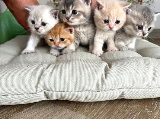 Bal Tatlisi Erkek British Shorthair Yavru görsel