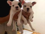 45Günlük Fransız Bulldog Yavrularımız Dişili Erkekli