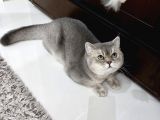 Aşıları Yapılmış Eşyasıyla British Shorthair