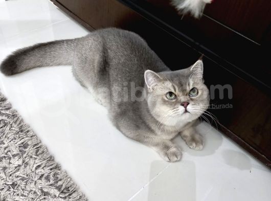 Aşıları Yapılmış Eşyasıyla British Shorthair görsel